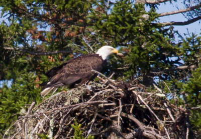 Bald Eagle