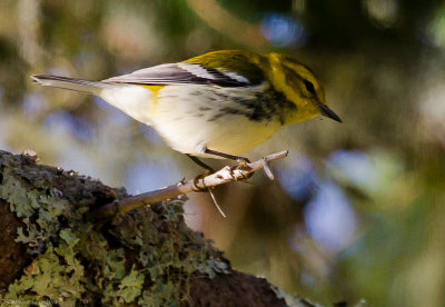 Black-throated Green Warbler