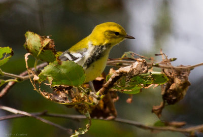 Black-throated Green Warbler