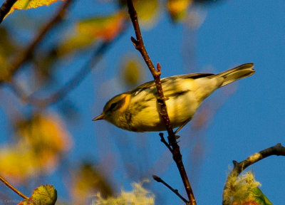 Black-throated Green Warbler