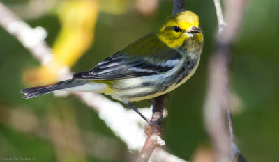 Black-throated Green Warbler