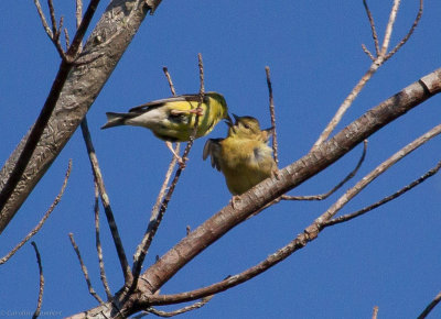 American Goldfinch with fledgling
