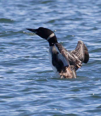 Common Loon