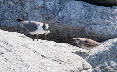 Laughing Gull offering food to chick