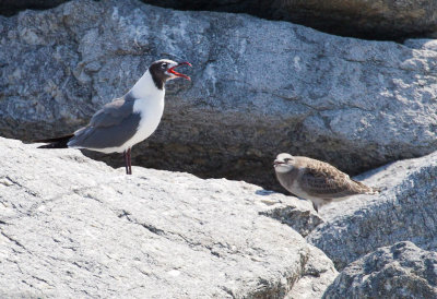 Laughing Gull and chick