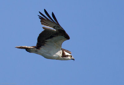 Osprey