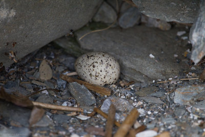 Tern egg