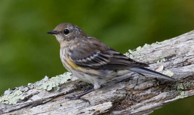 Yellow-rumped Warbler