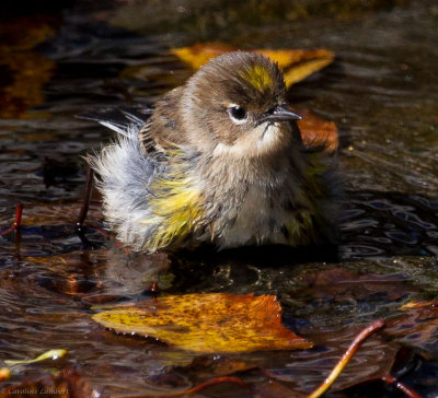 Yellow-rumped Warbler taking a bath