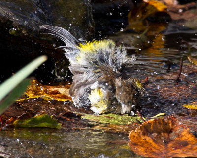 Yellow-rumped Warbler taking a bath