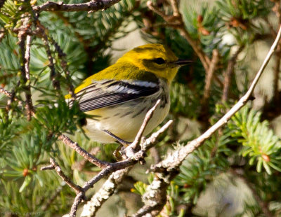 Black-throated Green Warbler