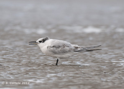 Grote Stern - Sandwich Tern - Sterna sandvicensis