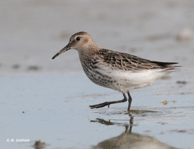 Bonte Strandloper - Dunlin - Calidris alpina