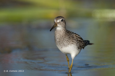 Gestreepte Strandloper - Pectoral Sandpiper - Calidris melanotos