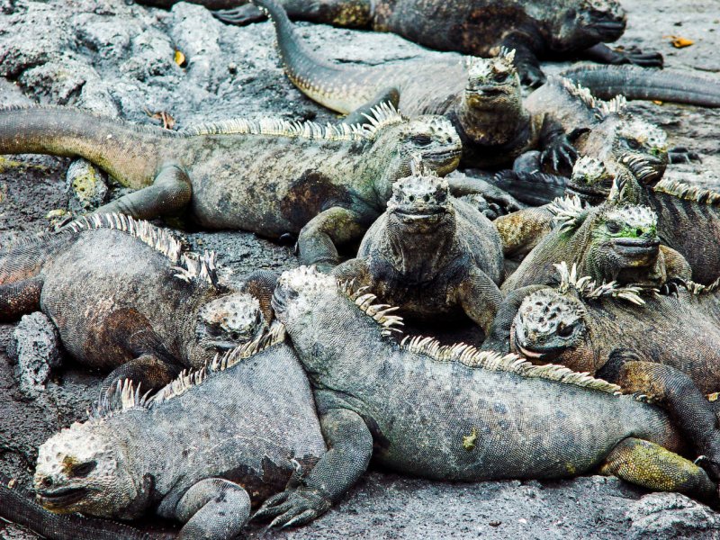 Galapagos-87.jpg