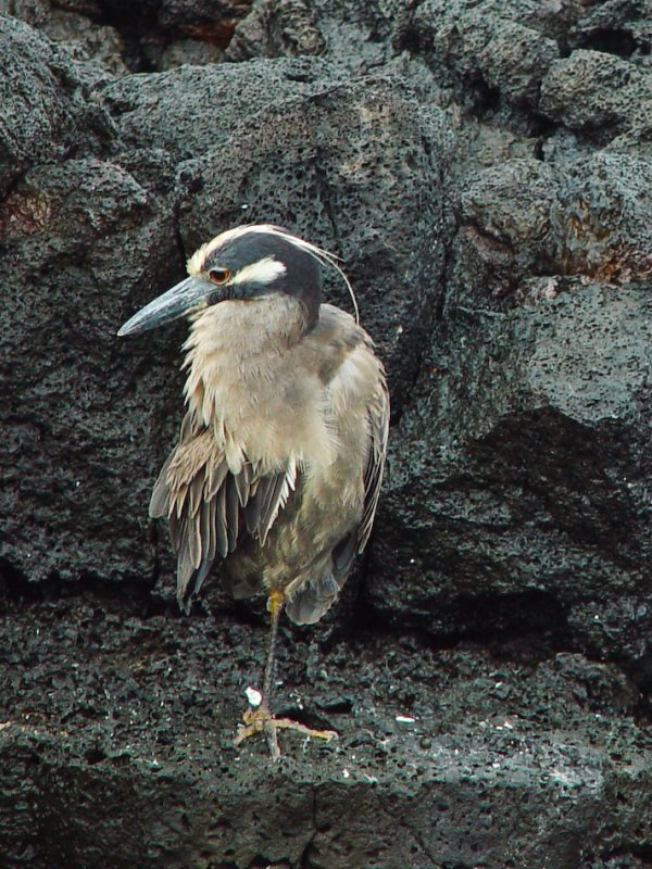 Galapagos-107.jpg