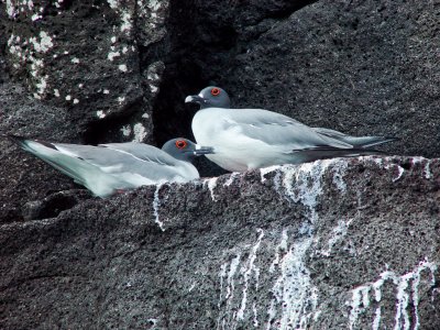 Galapagos-2.jpg
