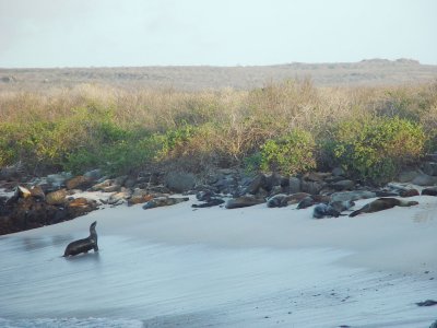Galapagos-42.jpg