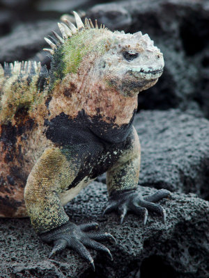 Galapagos-106.jpg