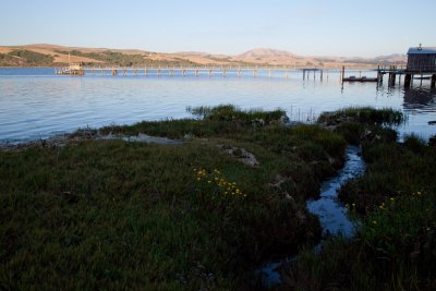 Tomales Bay #4