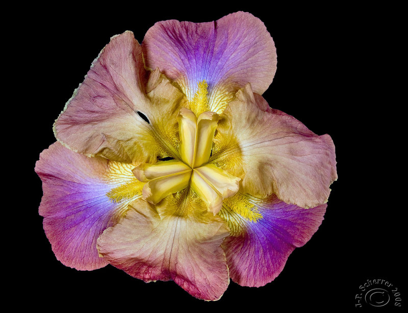 Iris exploded !