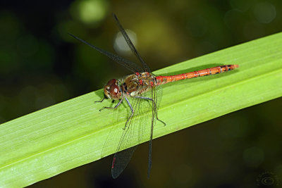 Male Red-veined Darter (Sympetrum Fonscolombii)
