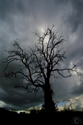 Dead tree under a stormy sky
