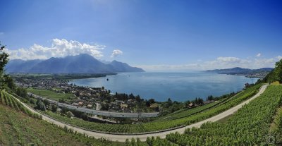 Lake Geneva Vineyards panorama