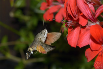 Hummingbird Hawk-moth (Macroglossum Stellatarum) #2