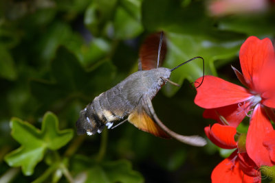 Hummingbird Hawk-moth (Macroglossum Stellatarum) #4