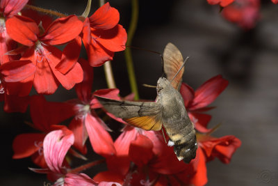 Hummingbird Hawk-moth (Macroglossum Stellatarum) #6