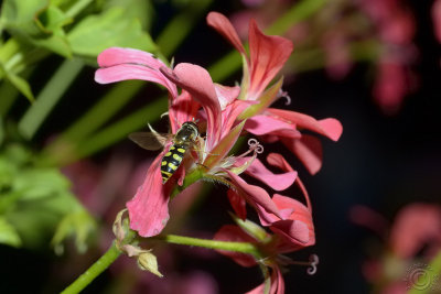 Mini Wasp (?)