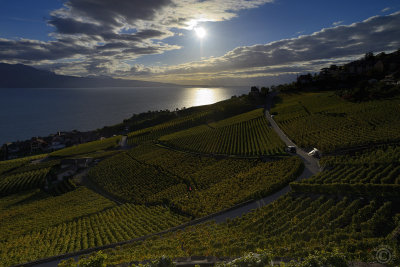 Sunset on Lake Geneva vineyards