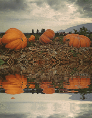 Pumkins reflets.gif