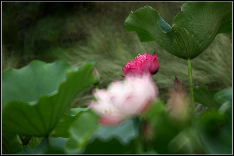 IMG_2737crw2.jpg