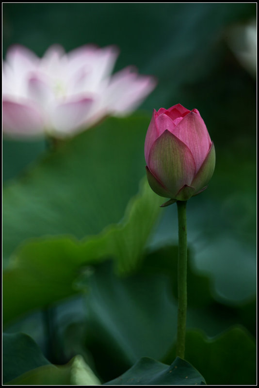 IMG_2819crw2.jpg