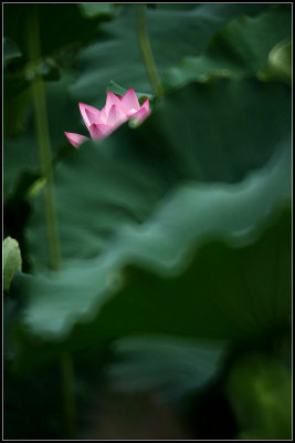 IMG_2788crw2.jpg