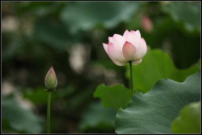 IMG_2599crw2.jpg