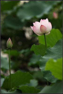 IMG_2606crw2.jpg