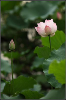 IMG_2607crw2.jpg