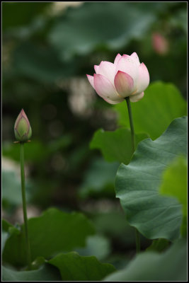 IMG_2610crw2.jpg