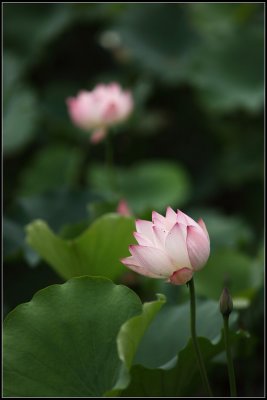 IMG_2617crw2.jpg