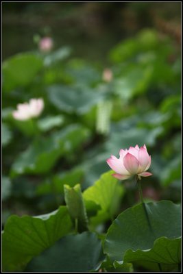 IMG_2652crw2.jpg