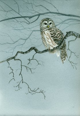 barred owl poplar.jpg
