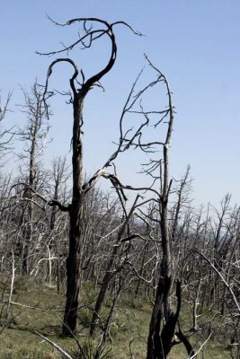 Remnants of fire