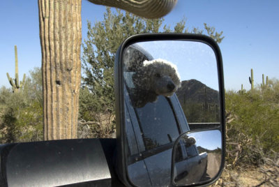 Backseat driver - Jamie checking the scenry at Saguaro National Park, west.  Jamie adds a lot of fun to our traveling