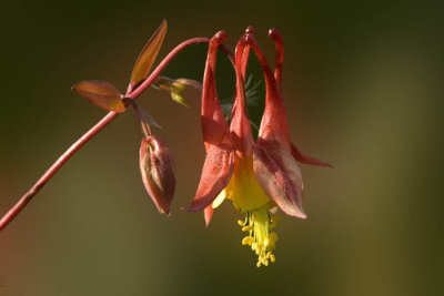 Columbine is one of my favorite spring wild flowers