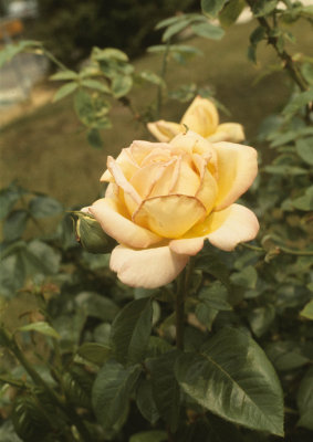 70-6-21   rose.