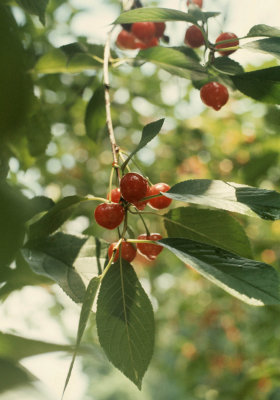 70-6-21  cherries