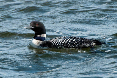 Loon
